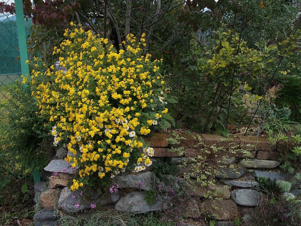 秋の野菊