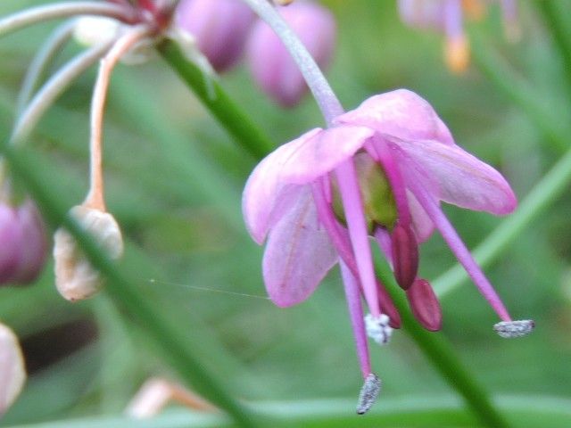 近隣の花