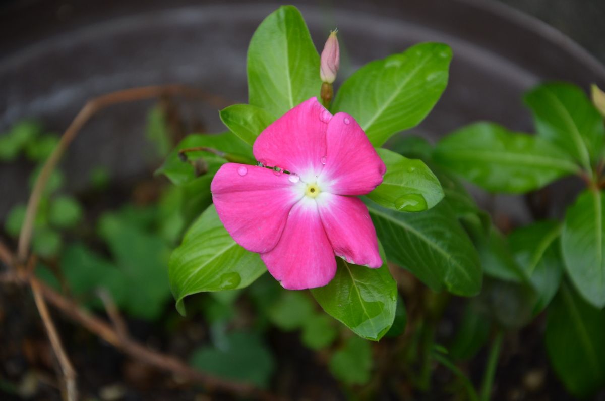 今日の庭の花