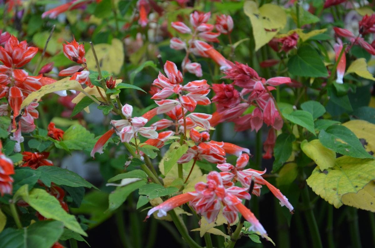 今日の庭の花