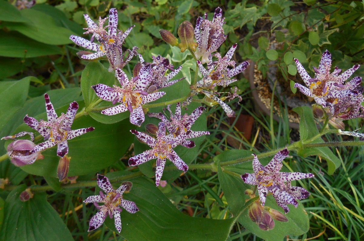 裏庭（北側）の花・・・