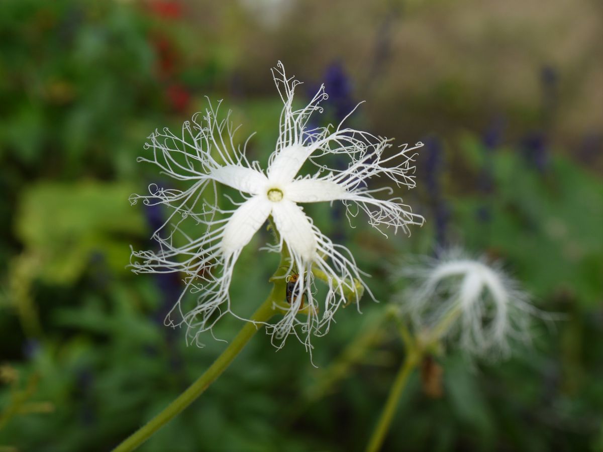 綺麗な花の正体は........。