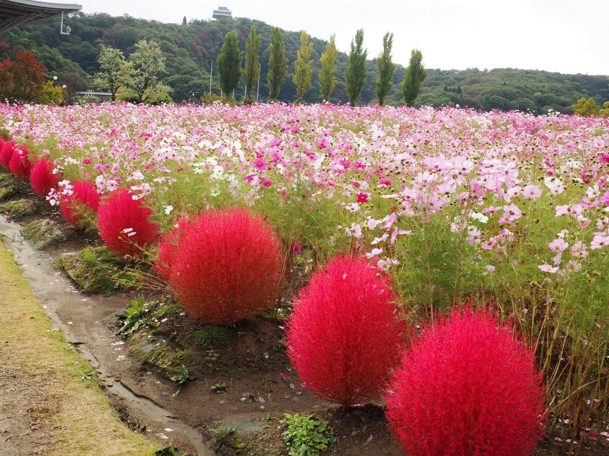 開山堂とバラを見に