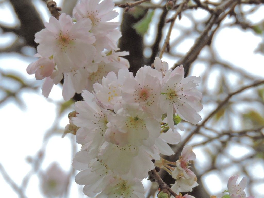 近隣の花