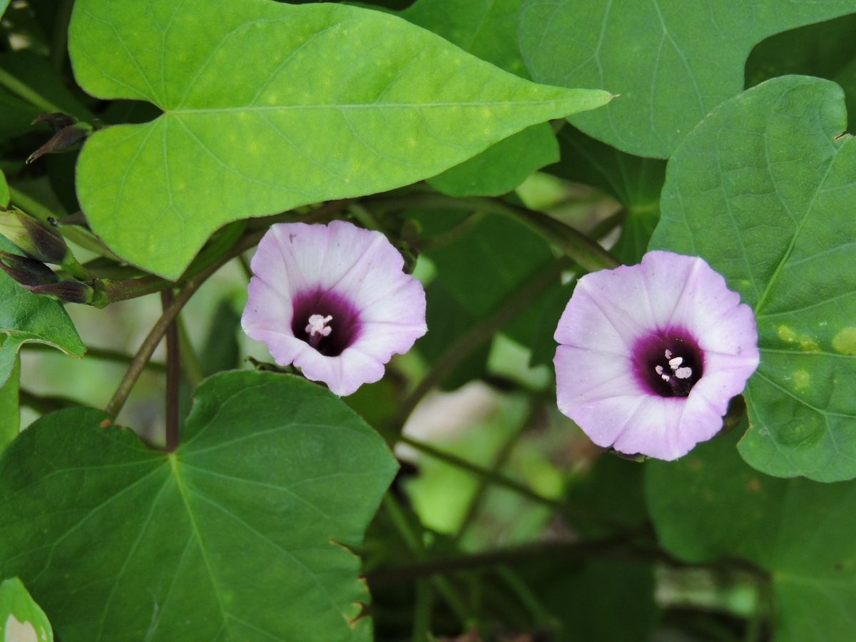 近隣の花