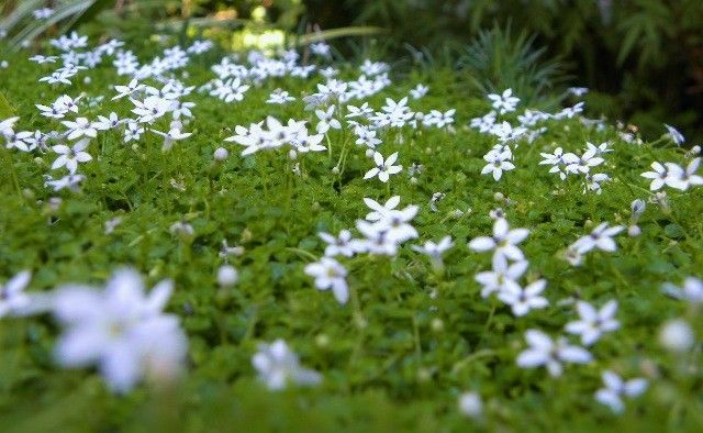 快晴の今日の花・・・