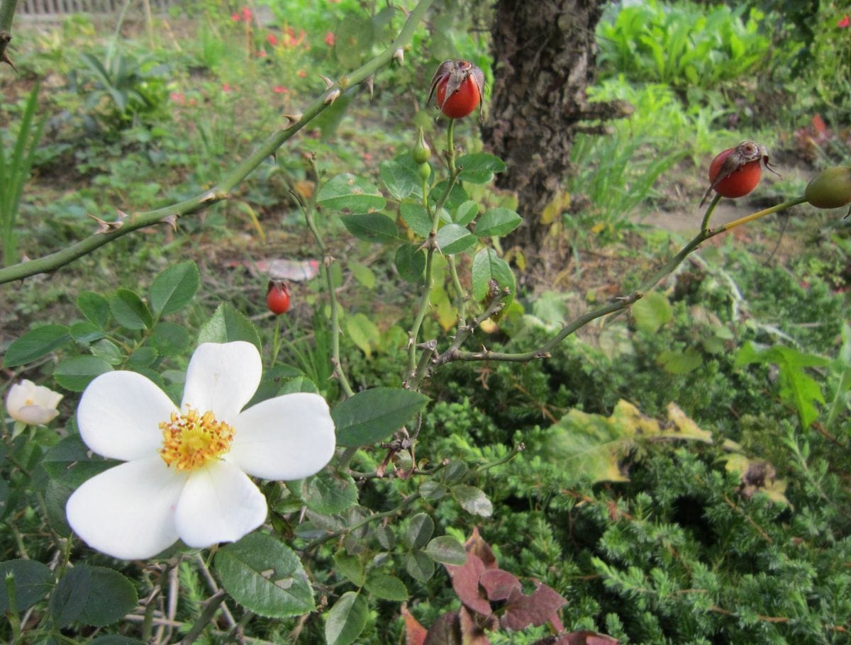 今日のバラと寄せ植え