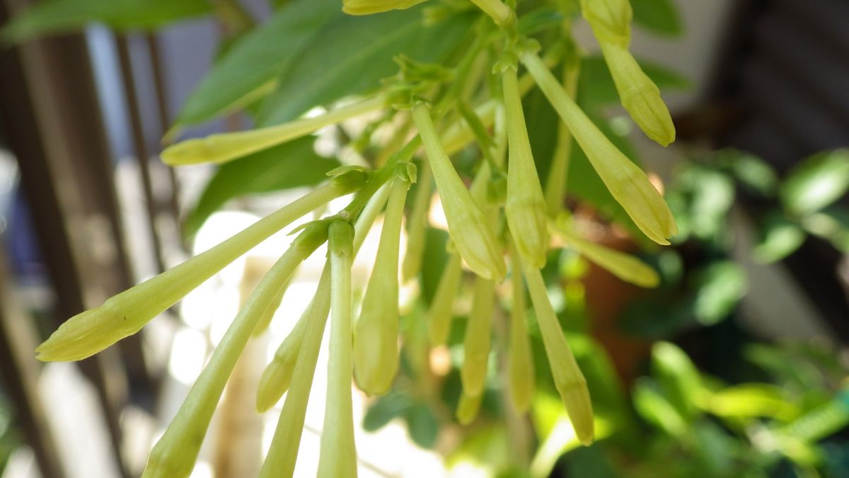 夜香木の花