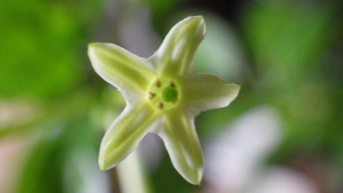 夜香木の花