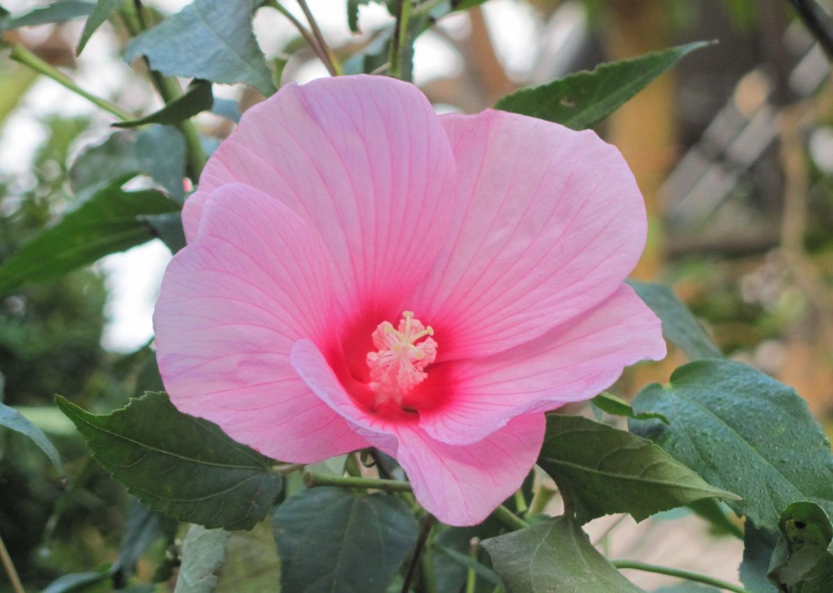 秋だけど夏の花