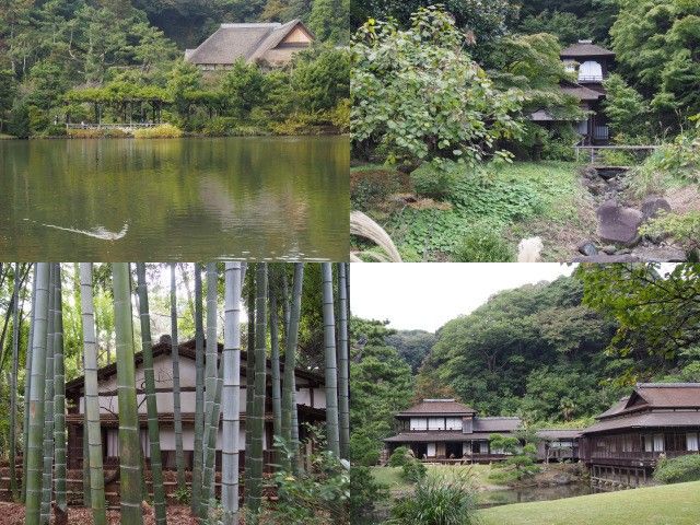 横浜三渓園～江戸菊いける？