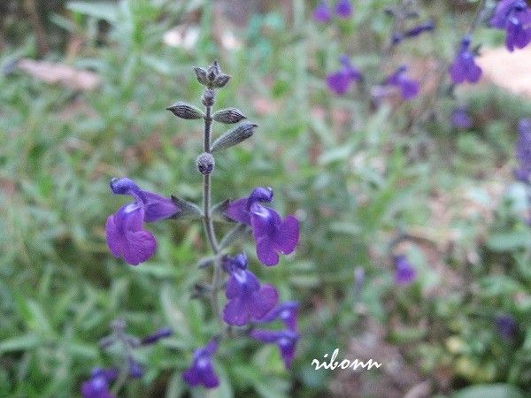 色鮮やかにブルーの花