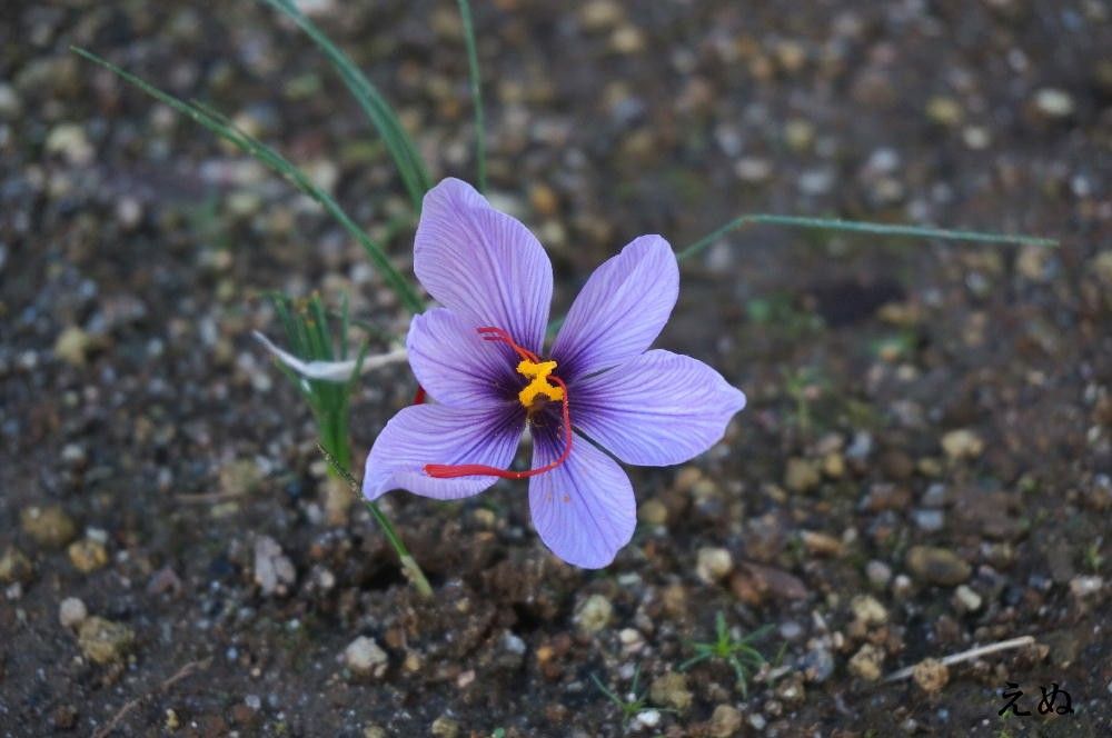 秋咲きの花