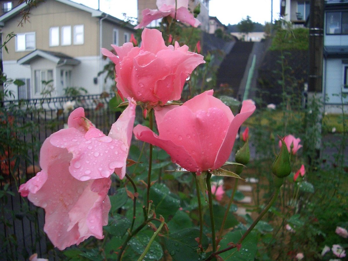 冷たい雨が降っています