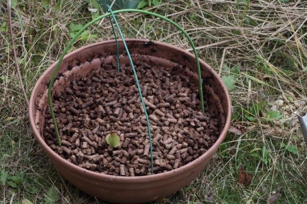 コアツモリソウを植え替え