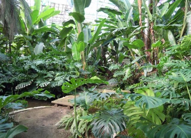 【植物園日記】白浜フラワーパークの植物園日記がスタート！