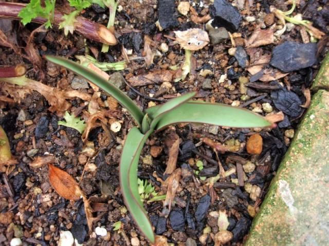 球根の芽がアチコチに。