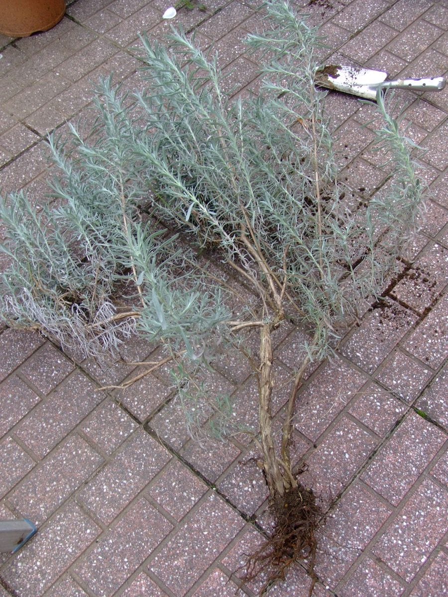 秋の寄せ植えと園芸作業