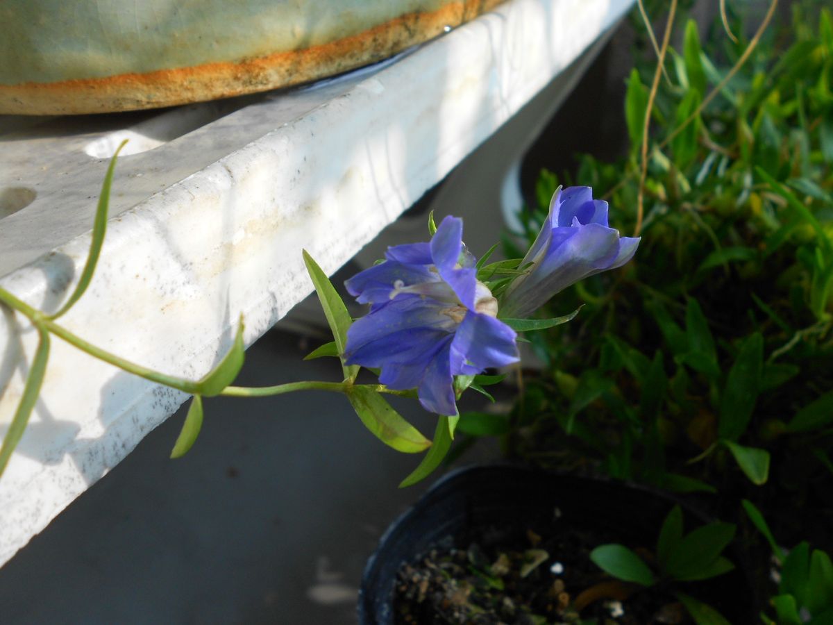 ベランダ園芸　草もの盆栽