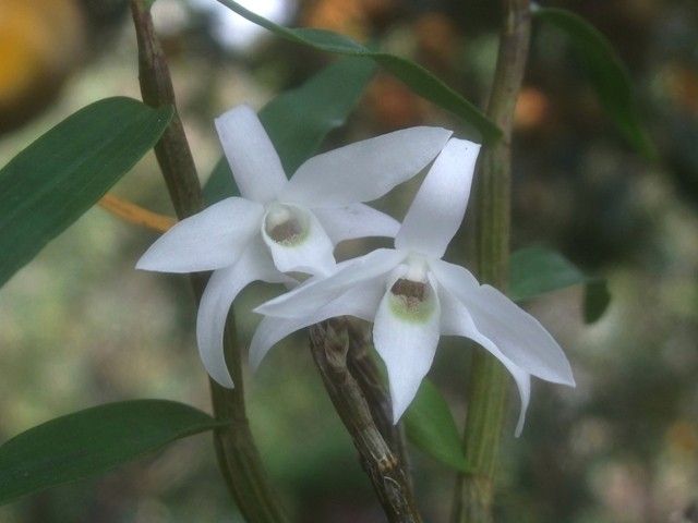 季節外れのセッコクが咲いています（カマキリがいます）