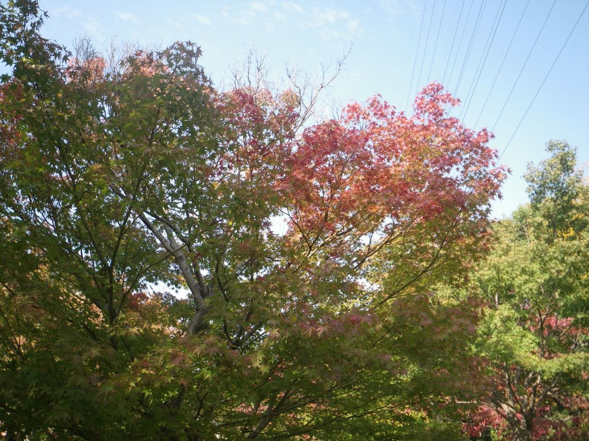 紅葉の季節になりました