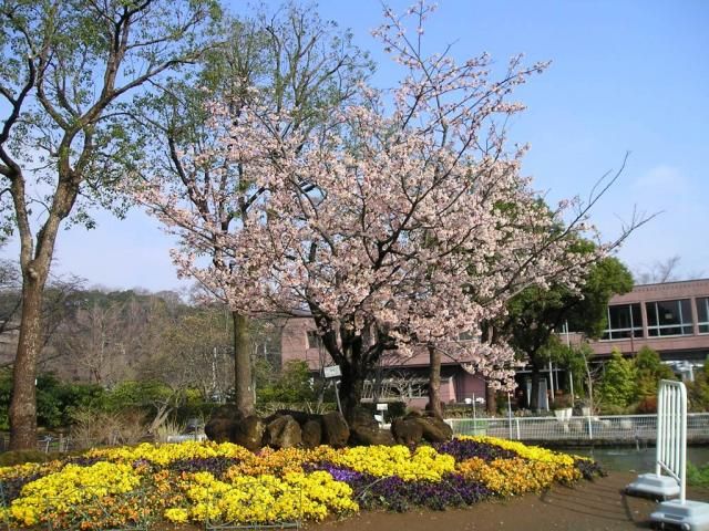 玉縄桜も満開です