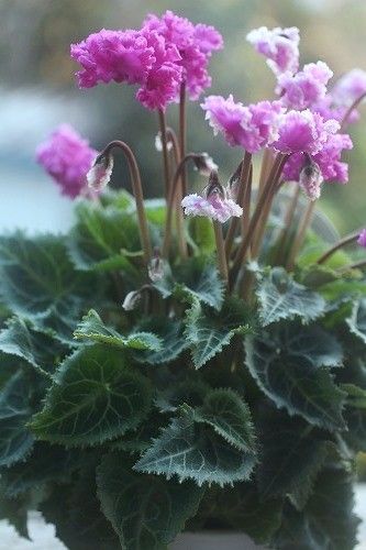 遂に来た水曜日～*