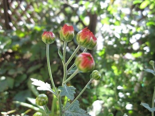 菊、秘蔵写真。。薔薇、ある意味秘蔵（笑）