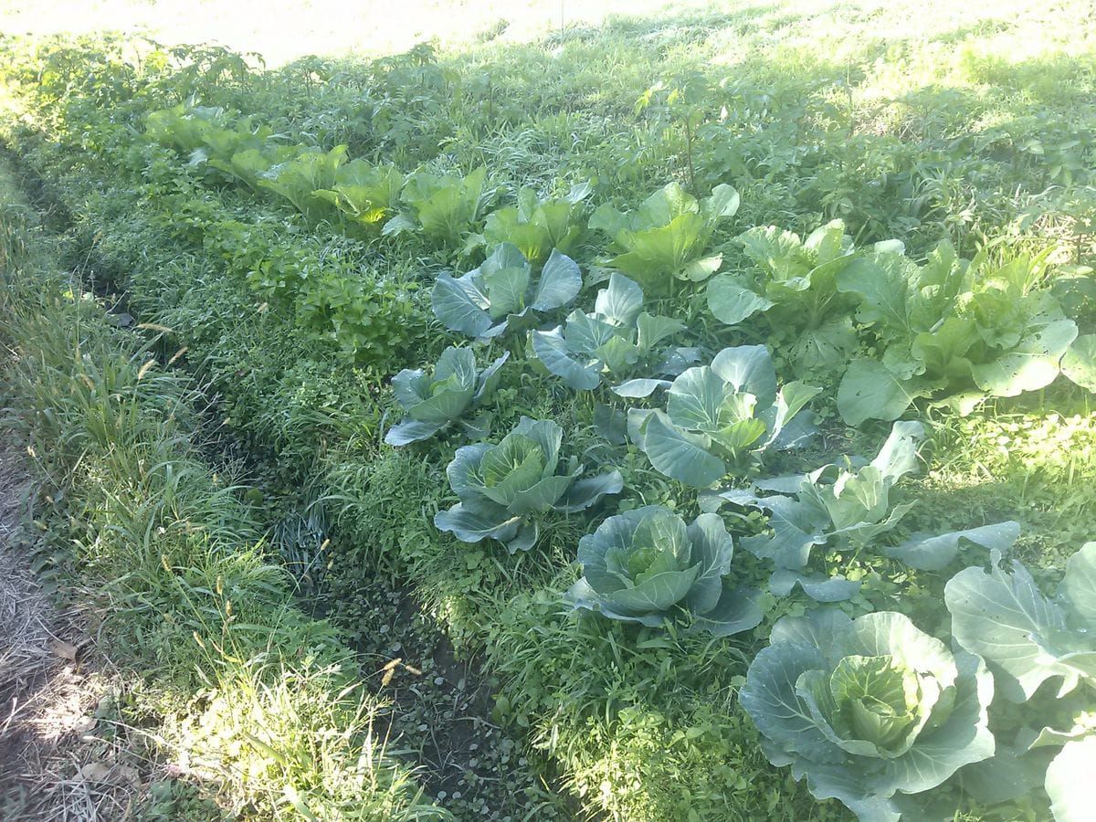 冬の野菜畑