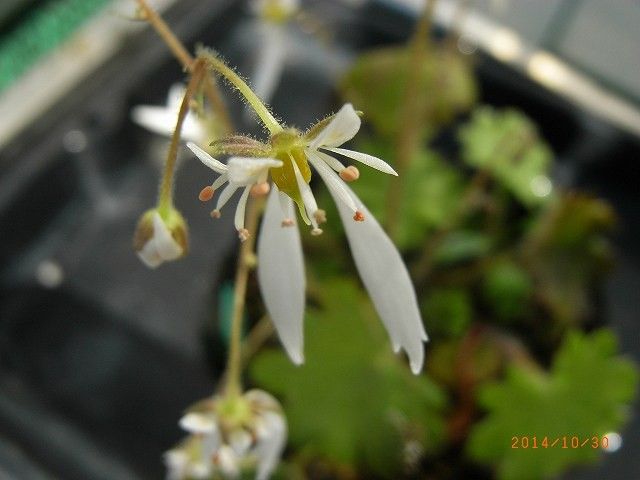 最後のキク科植物と・・・