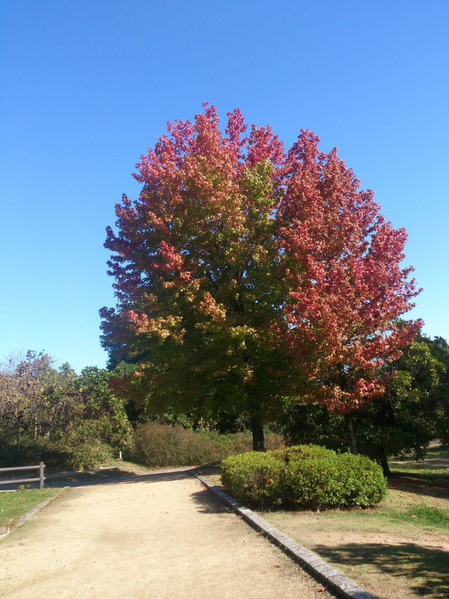 モミジバフウの紅葉