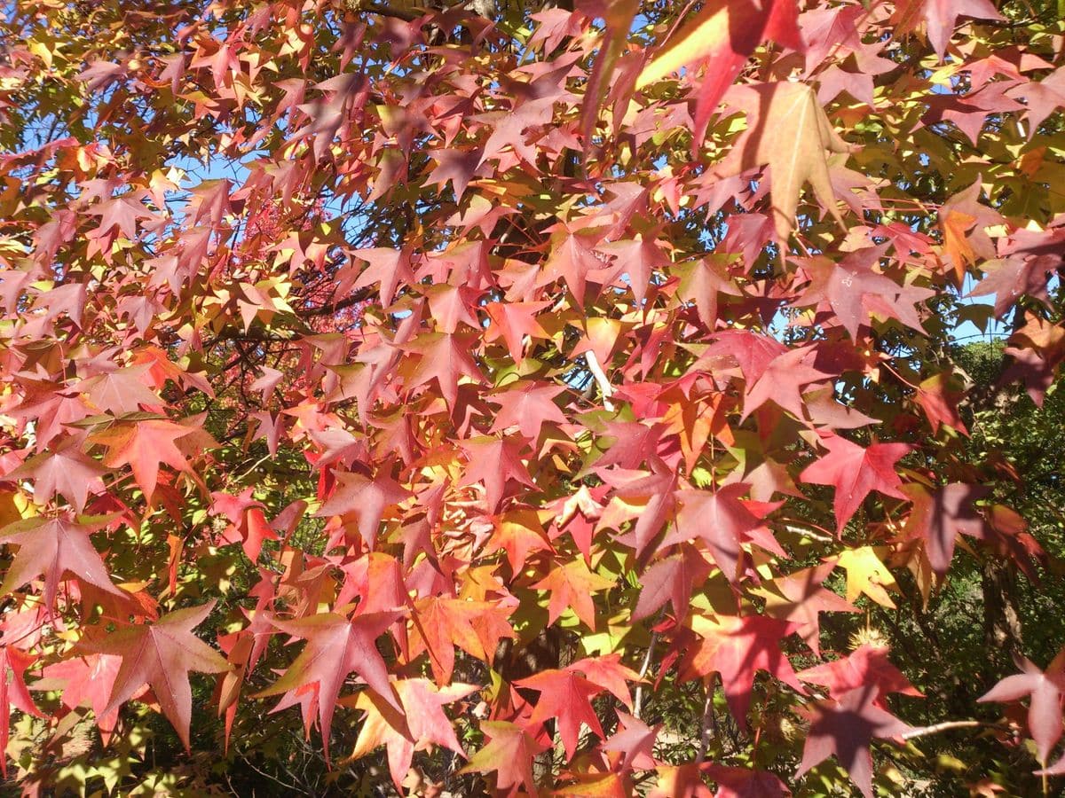 モミジバフウの紅葉