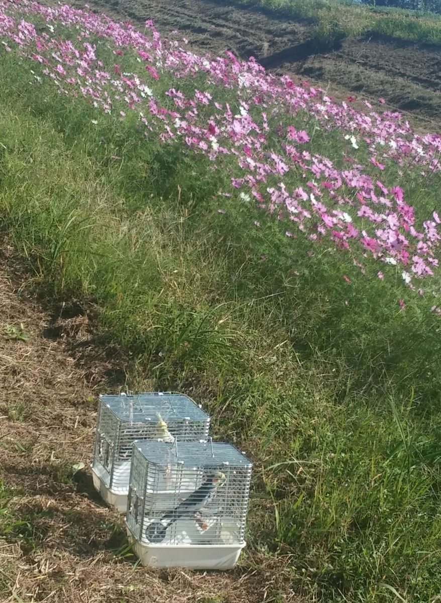 琵琶湖岸のコスモス畑で