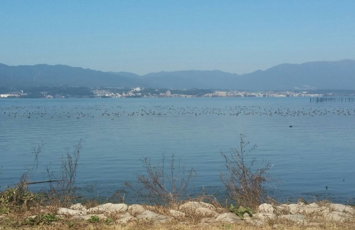 琵琶湖岸のコスモス畑で