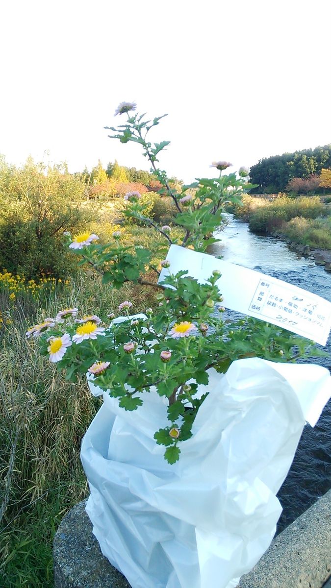 富山市民菊まつりに行ってきました