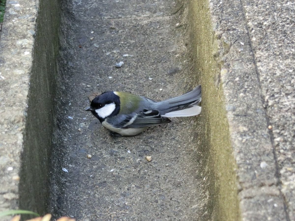 鳥さん、どうしたの？