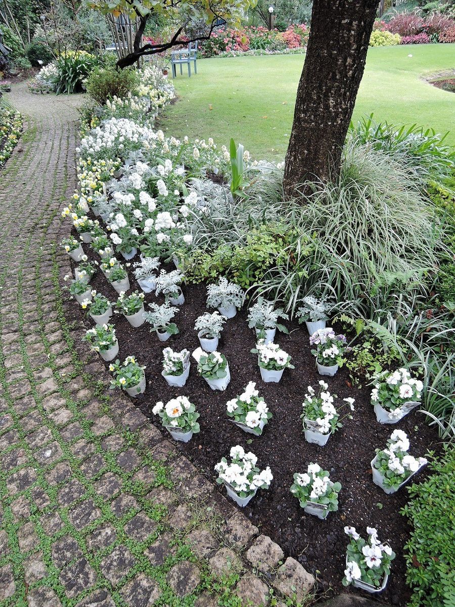 続・植替え！