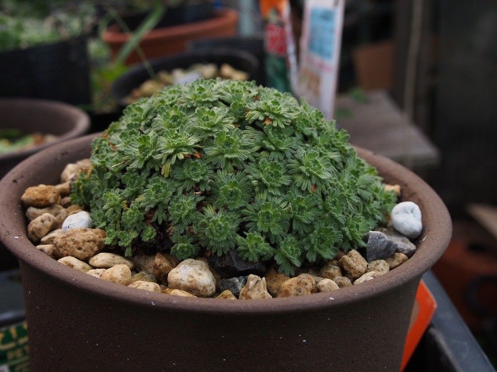 高山植物の植替え