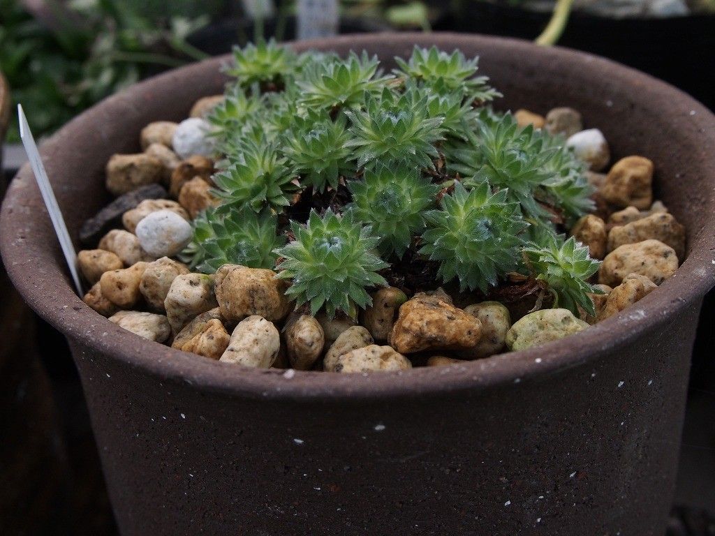 高山植物の植替え