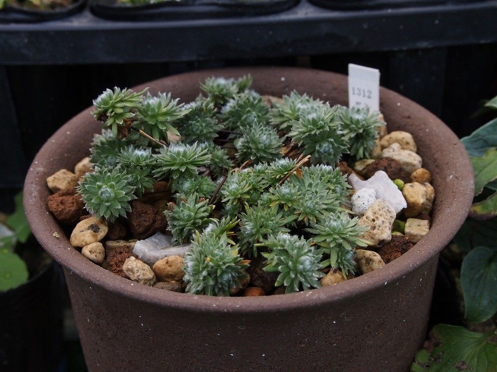 高山植物の植替え