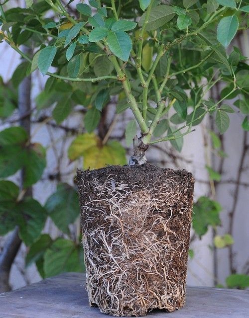 植え替えて一週間目です。