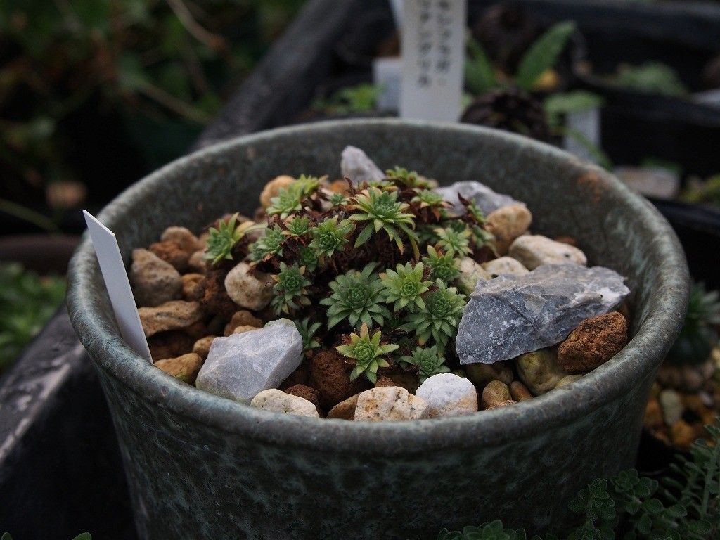 高山植物の植替え　その２