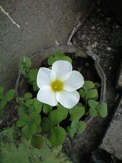 ☆天に星　地に花　人に愛☆