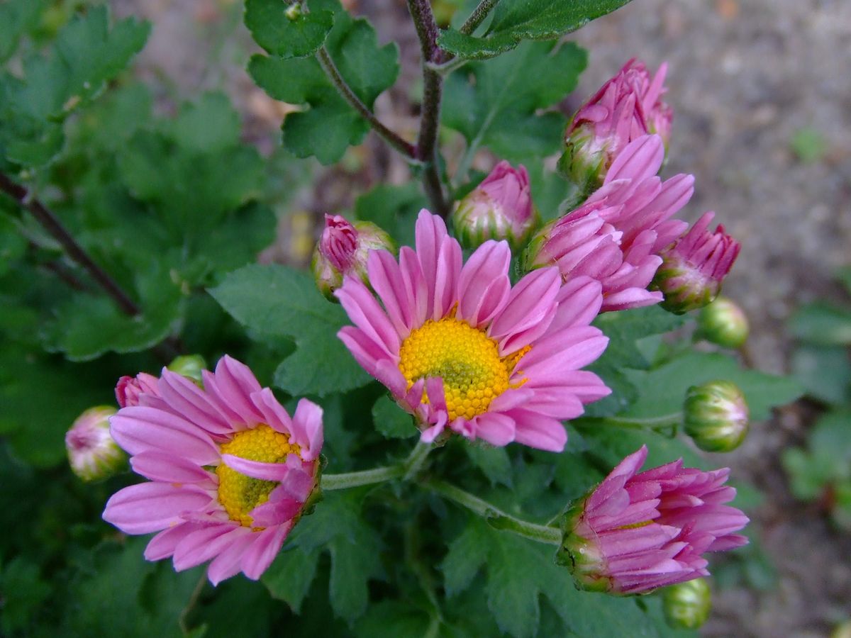 それぞれの菊たち