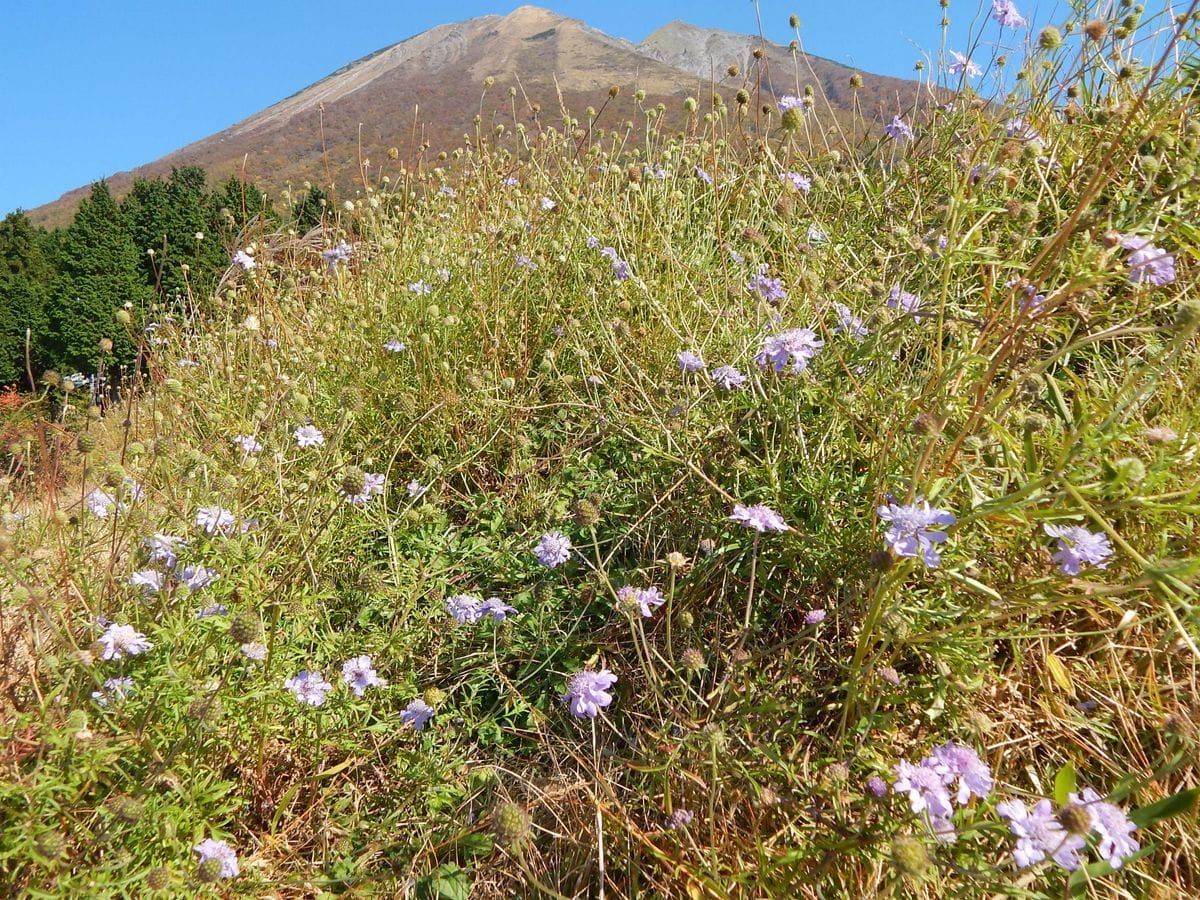 大山の秋[i:236]