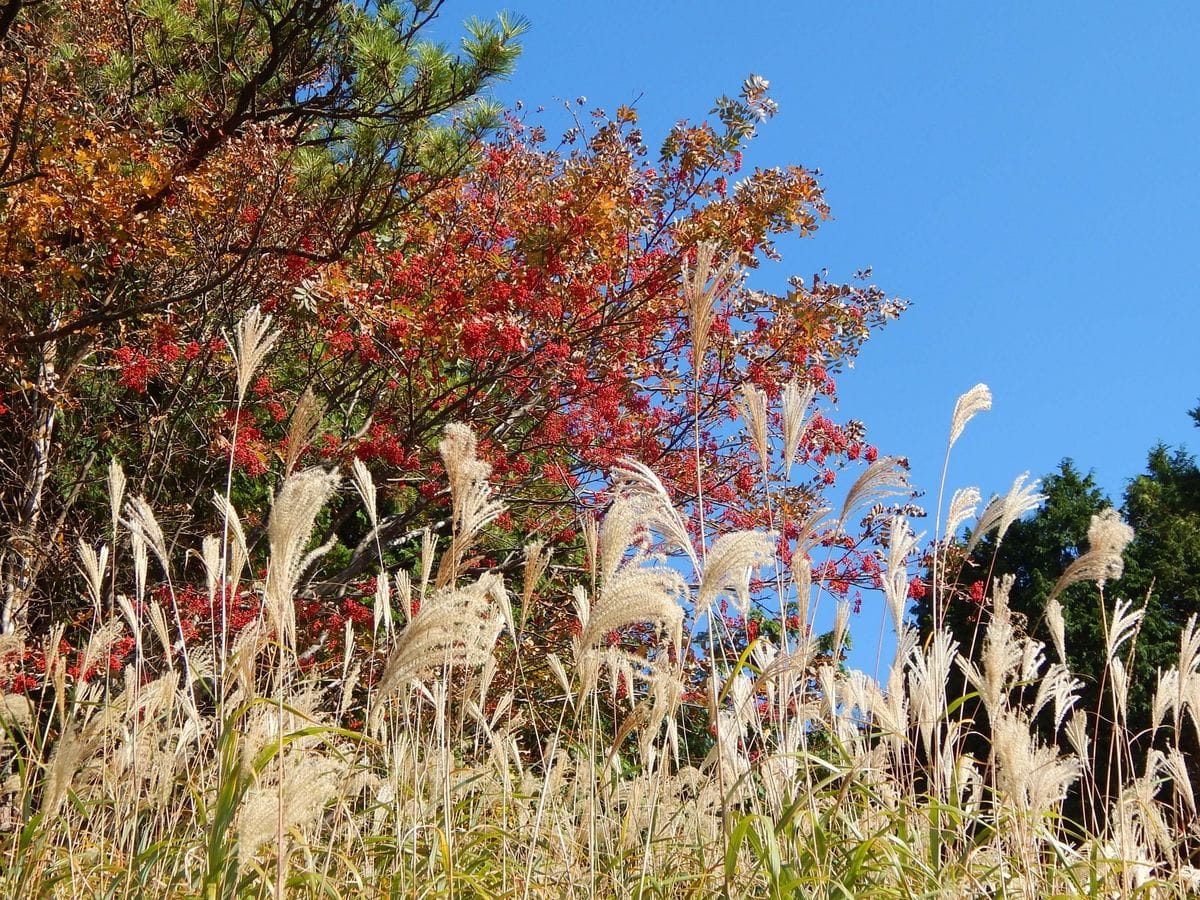 大山の秋[i:236]