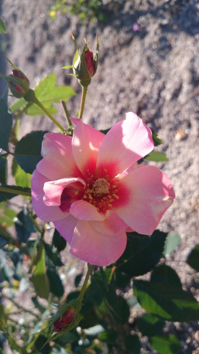 花フェスタ記念公園へ行ってきました！Ｎｏ2