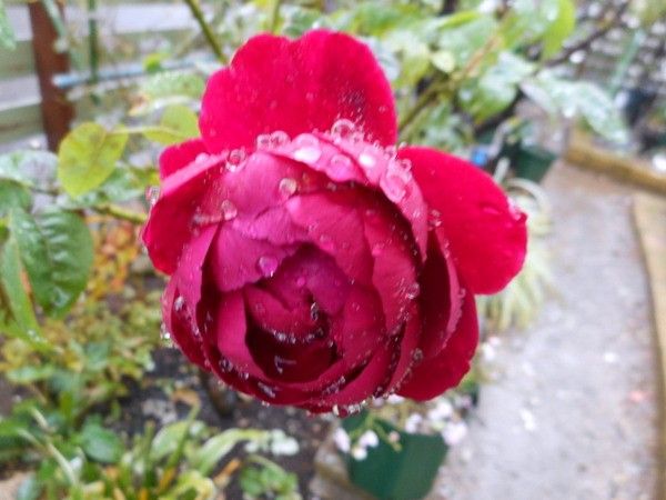 雨の中の薔薇。