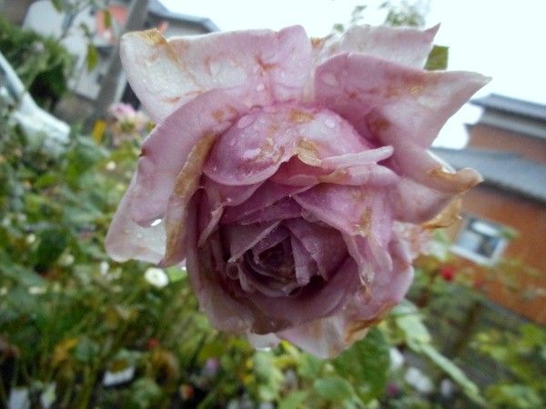 雨の中の薔薇。