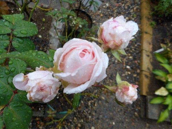 雨の中の薔薇。